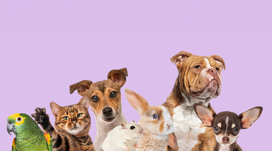 Ama animais? Veja alguns modelos de quadros de animais para a decoração